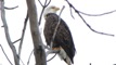 A Bald Eagle in Bay County